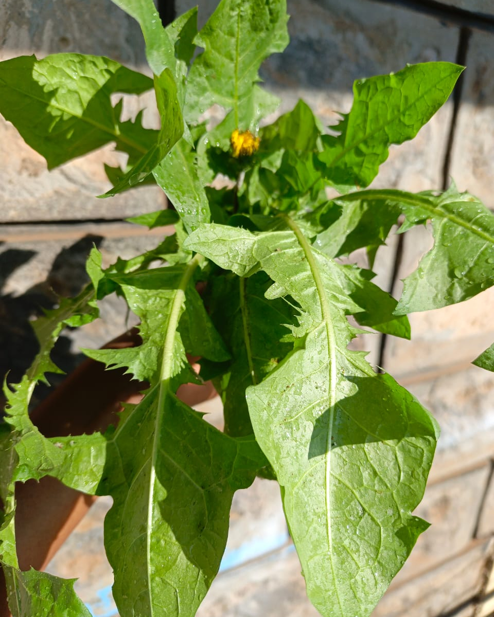 Dandelion Root and Leaves tea