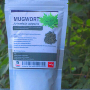 mugwort