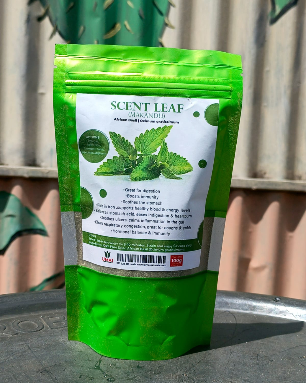 Scent leaf(African basil)